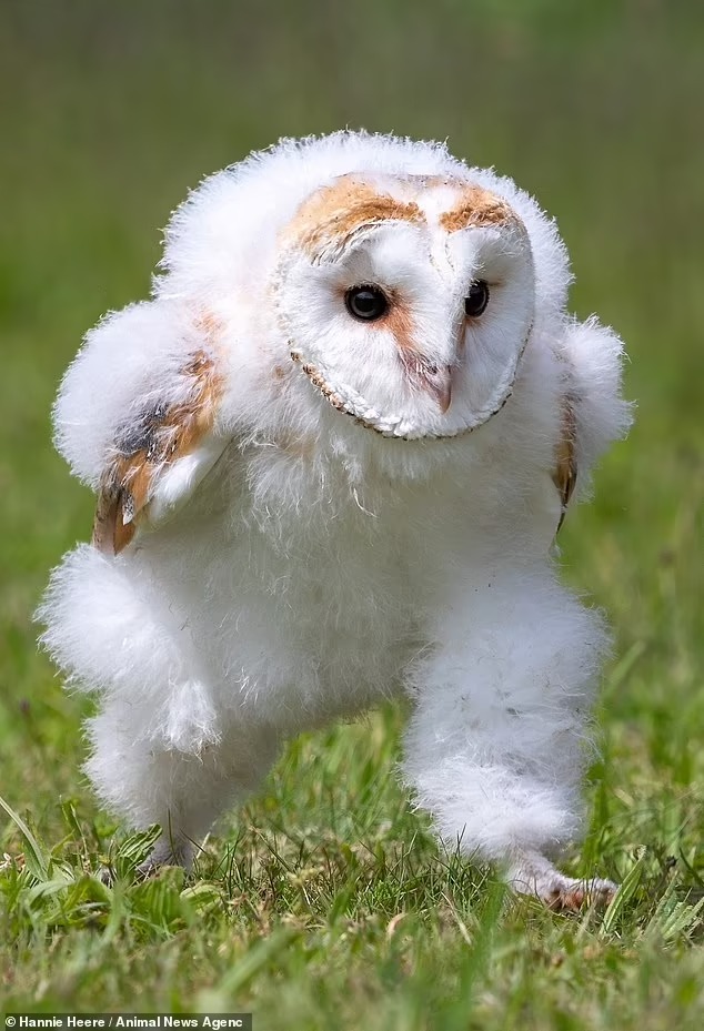 Photographer Amazingly Captured Baby Barn Owl Mid-Run